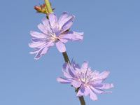 Achicoria (Cichorium intybus)