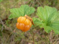 Lakka eli hilla (Rubus chamaemorus)