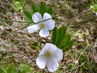 Lakka eli hilla (Rubus chamaemorus)