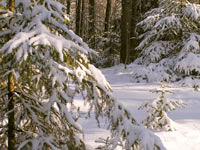 Spruce in winter