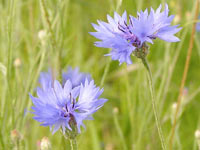 Azulejo (Centaurea cyanus)