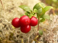 Mirtillo rosso (Vaccinium vitis-idaea)
