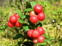 Брусника (Vaccinium vitis-idaea)