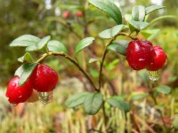 Preiselbeere oder Preißelbeere (Vaccinium vitis-idaea)