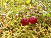 Cranberries (Vaccinium oxycoccos)