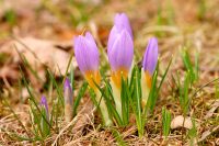 Saffron crocus (Crocus sativus)