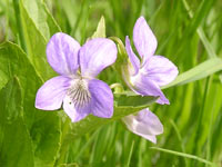 Dog-violet (Viola riviniana)