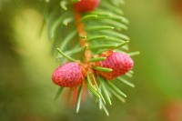 Peccio o abete rosso (Picea abies)
