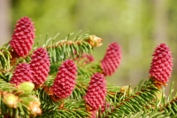 Ель обыкновенная, или Ель европейская (Picea abies)