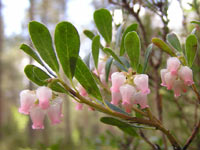 Flowering bearberry