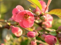 Flowering quince (Chaenomeles speciosa)
