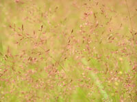 Rough Meadow-grass, Fowl Grass (Poa trivialis)