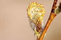 Saule marsault (Salix caprea)