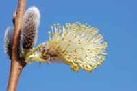 Ива козья или Бредина (Salix caprea)