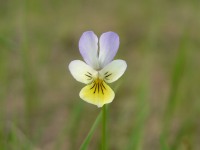 Фиалка трёхцветная, или Анютины глазки (Viola tricolor)