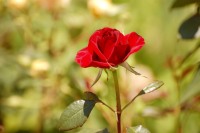 Ruusut (Rosa)