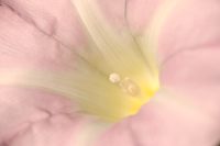 Калистегия заборная, Повой заборный, Вьюнок призаборный (Calystegia sepium)