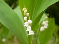 Lily-of-the-valley (Convallaria majalis)