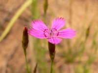 Maiden Pink (Dianthus deltoides)