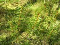 Багульник болотный, Дикий розмарин (Ledum palustre)