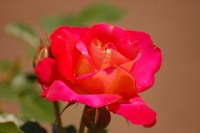 Роза (Rosa)