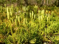 Northern Running-pine (Diphasiastrum complanatum)