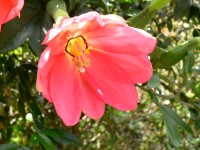 Weichste Passionsblume (Passiflora mixta)