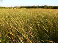 Perennial Rye (Secale sylvestre)