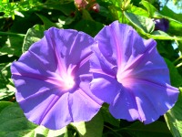Purple, Tall, or Common Morning Glory (Ipomoea purpurea)