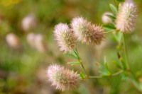 Haresfoot clover, Rabbitfoot clover (Trifolium arvense)