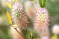 Клевер пашенный (Trifolium arvense)