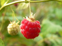 Frambueso europeo (Rubus idaeus)