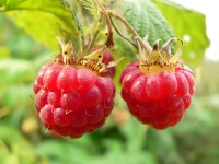 Малина обыкновенная (Rubus idaeus)