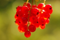 紅醋栗 (Ribes rubrum)