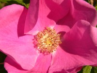 Kurtturuusu (Rosa rugosa)