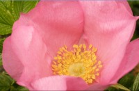 Rugosa Rose, Japanese Rose, or Ramanas Rose (Rosa rugosa)