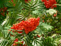 Рябина обыкновенная (Sorbus aucuparia)