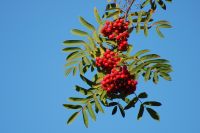 Sorbier des oiseleurs ou sorbier des oiseaux (Sorbus aucuparia)