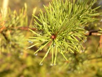 Pin (Pinus sylvestris)