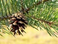Männyt (Pinus sylvestris)