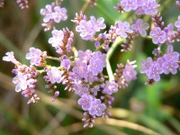 Common Sea-lavender (Limonium vulgare)