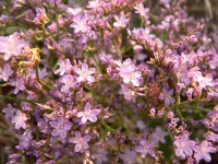 Common Sea-lavender (Limonium vulgare)