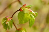 Tilleul à petites feuilles (Tilia cordata)