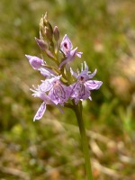 Common Spotted-orchid (Dactylorhiza fuchsii)