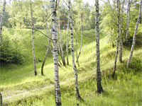 Spring birches (Betula pubescens)