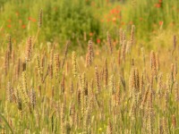 Timothy Grass (Phleum pratense)