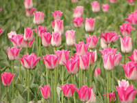 Tulipanes (Tulipa)
