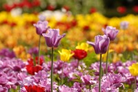 Тюльпаны (Tulipa)