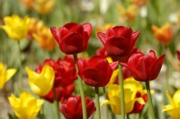 Tulipanes (Tulipa)