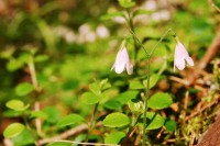 Moosglöckchen oder Erdglöckchen (Linnaea borealis)